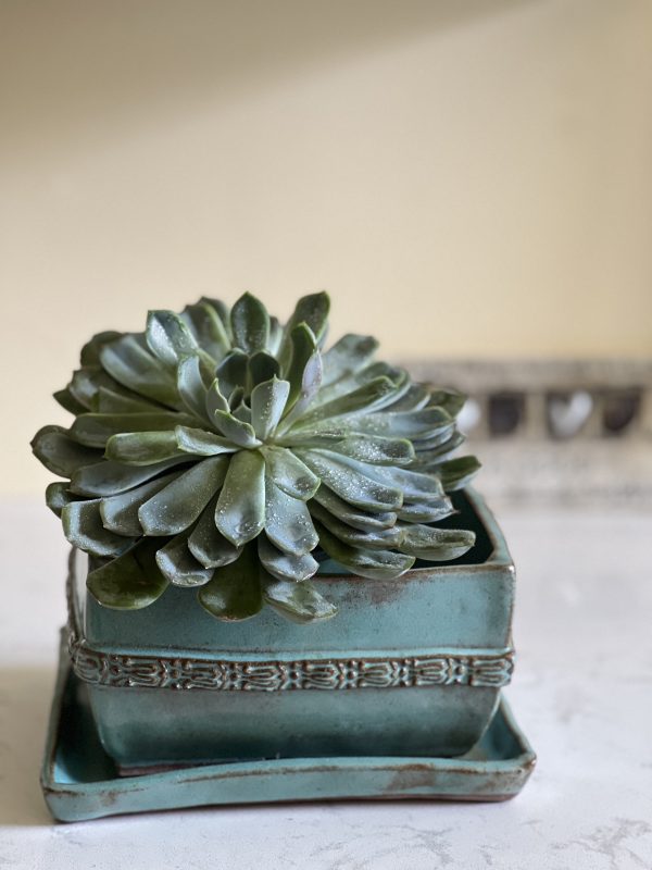 Dragonfly Clay Creations, Pottery Studio, Cornwall, Ontario, Pottery Stoneware, Bonsai Pot